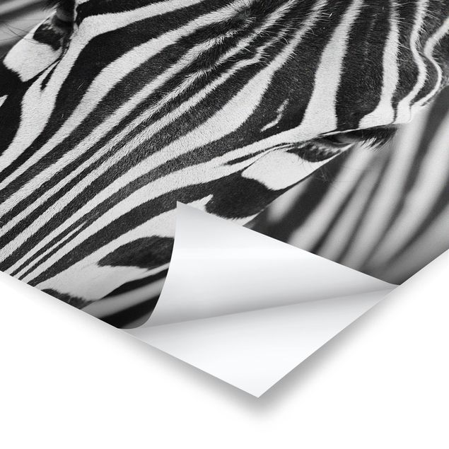 Czarno białe obrazki Zebra Look