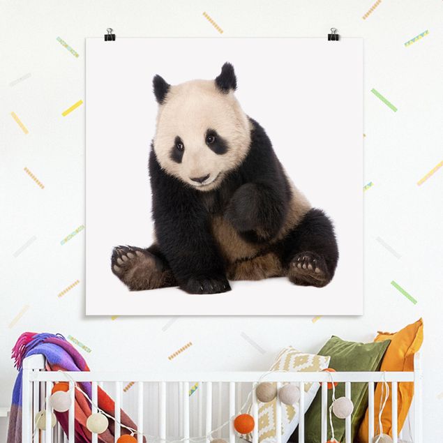 Obrazy nowoczesne Panda Paws