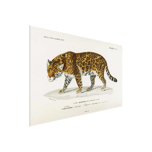 Obraz z tygrysem Tablica edukacyjna w stylu vintage Jaguar
