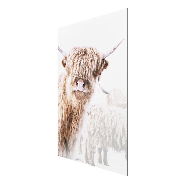 Obrazy nowoczesne Highland cattle Karlo