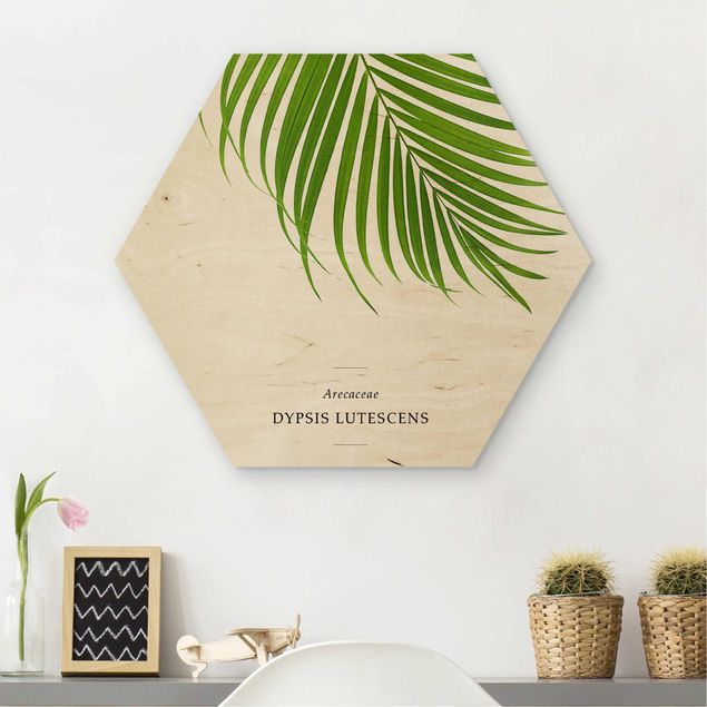 Obrazy Tropikalny liść palmy Areca