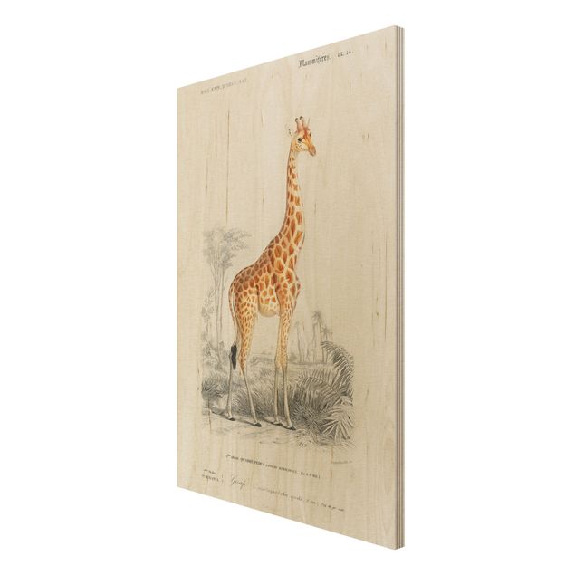Obrazy drewniane Tablica edukacyjna w stylu vintage Tablica dydaktyczna w stylu vintage Żyrafa