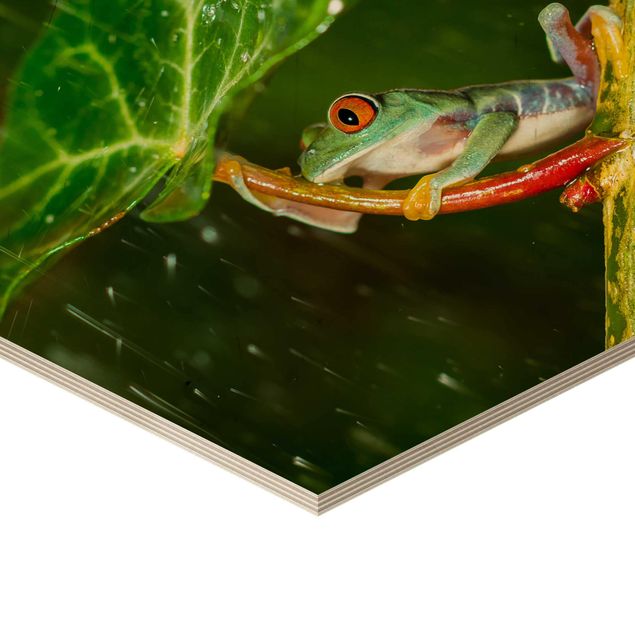 Obraz heksagonalny z drewna - Żaba w deszczu