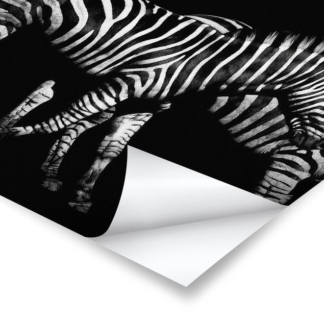 Czarno białe obrazki Zebra przed Czarnym