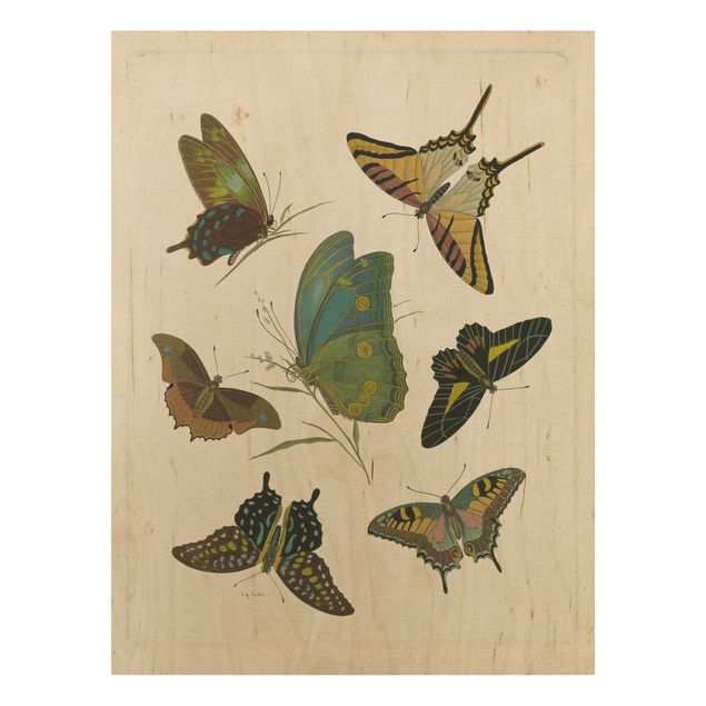 Obrazy na ścianę Ilustracja w stylu vintage Motyle egzotyczne