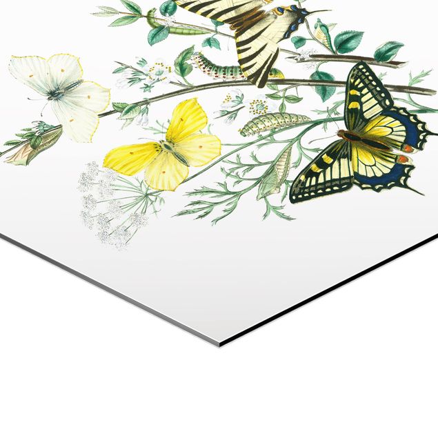 Obraz heksagonalny z Alu-Dibond - Motyle brytyjskie III