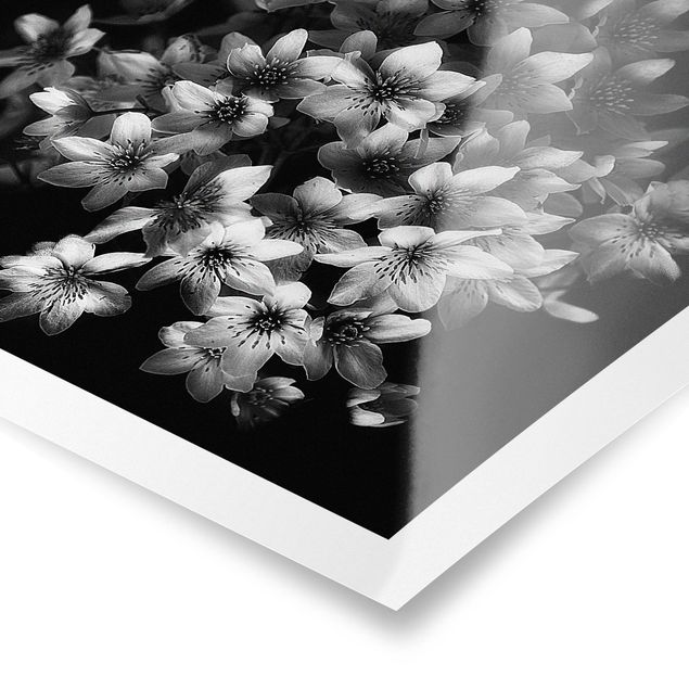 Obrazy z motywem kwiatowym Bukiet ciemnych powojników