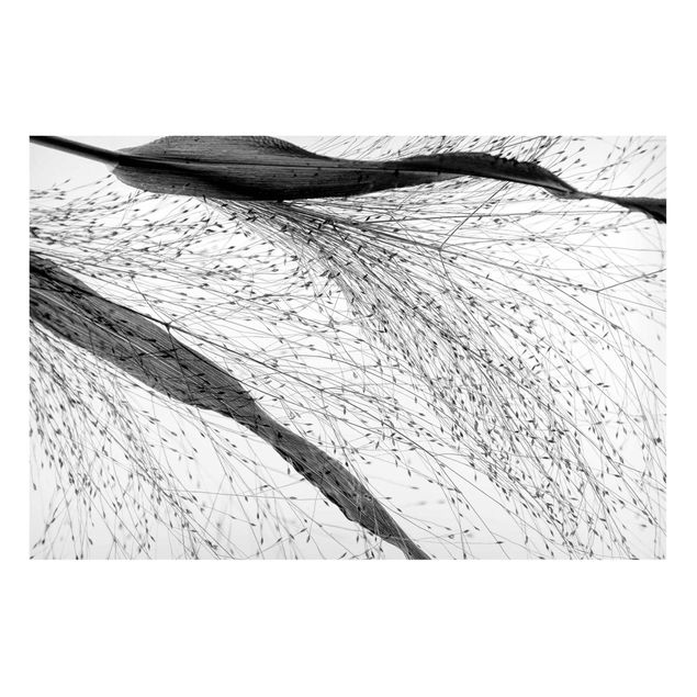 Obrazy do salonu Trzcina z delikatnymi pąkami czarno-biały