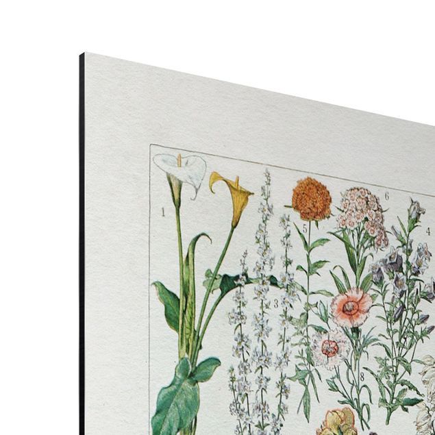 Obrazy kolorowe Tablica edukacyjna w stylu vintage Kwiaty I