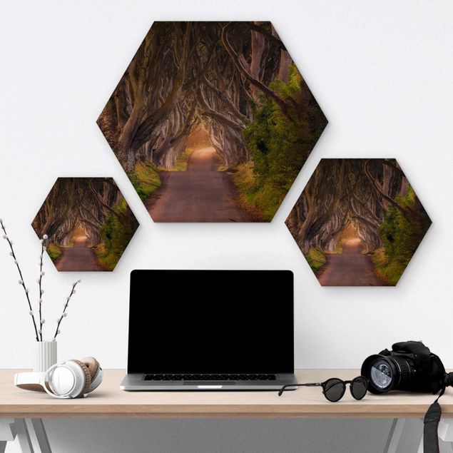 Obraz heksagonalny z drewna - Tunel z drzew