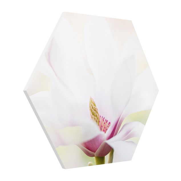 Obrazy z motywem kwiatowym Czuły kwiat magnolii