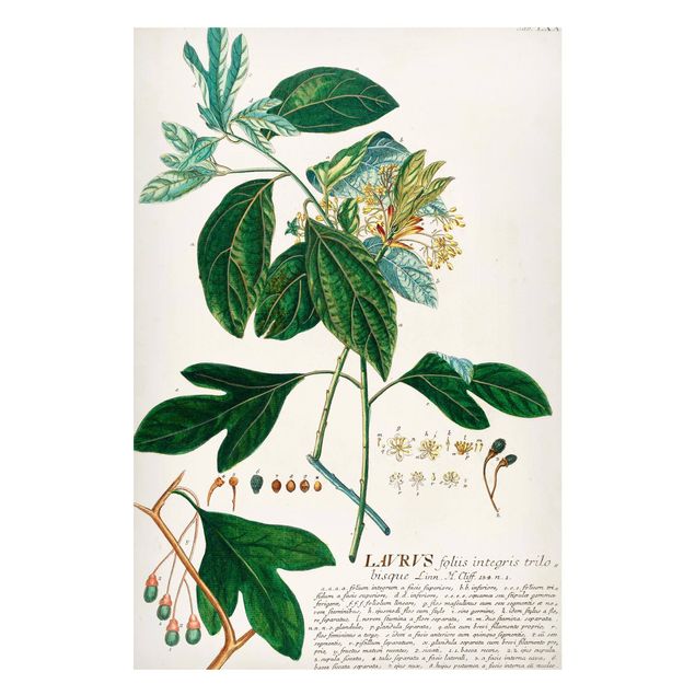 Obrazy vintage Vintage Botanika Ilustracja Laurel