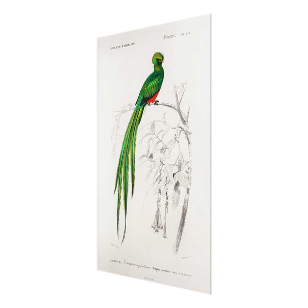 Obrazy vintage Tablica edukacyjna w stylu vintage Ptaki tropikalne I