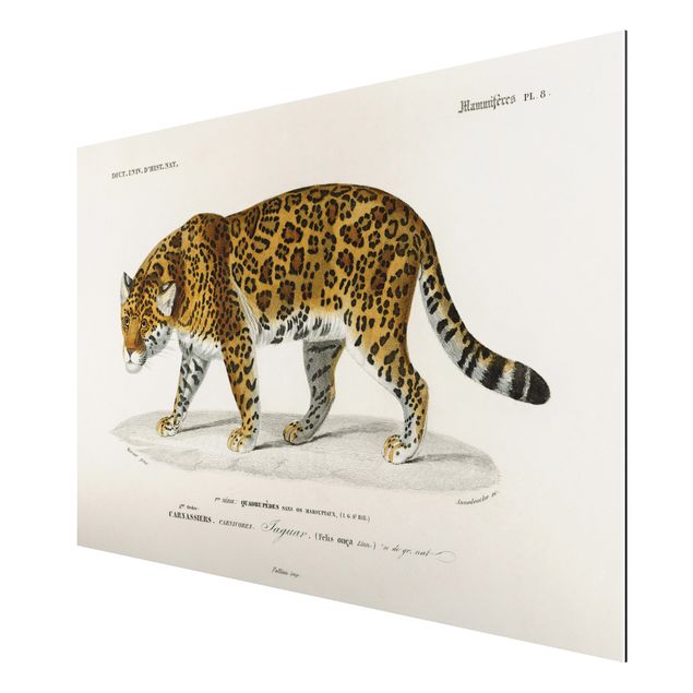 Koty obrazy Tablica edukacyjna w stylu vintage Jaguar