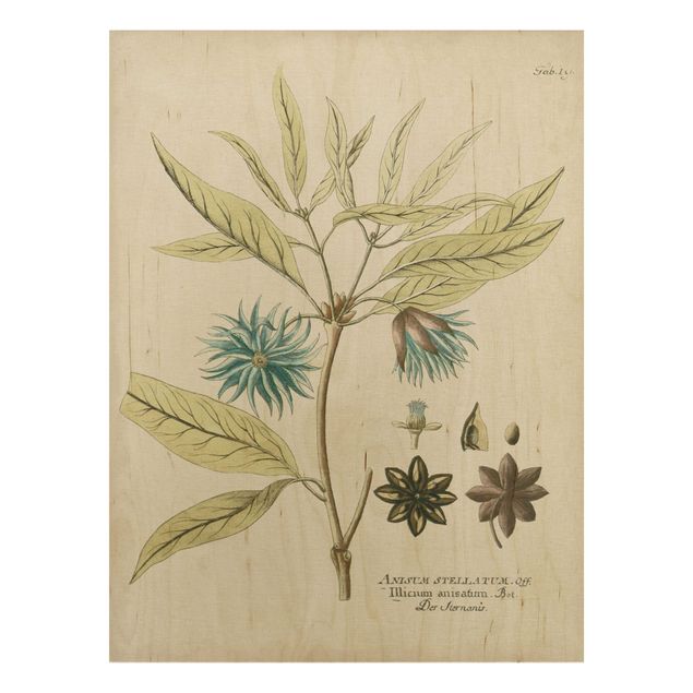 Obrazy na ścianę Botanika w stylu vintage z niebieską gwiazdą anyżu