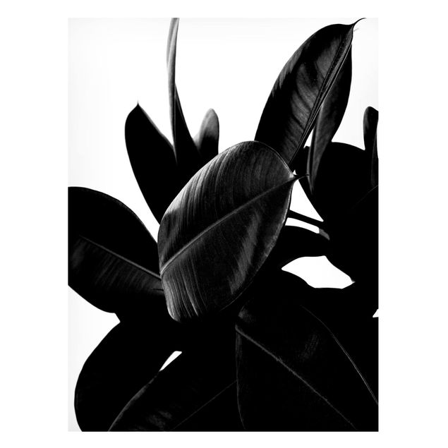 Obrazy do salonu Rubber Tree Leaves czarno-biały