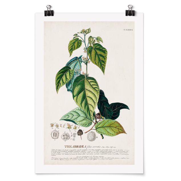 Obrazy retro Vintage Botanika Ilustracja Kakao