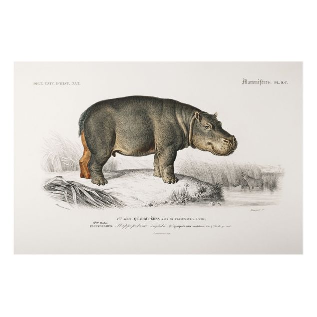 Obrazy do salonu Tablica edukacyjna w stylu vintage Hipopotam