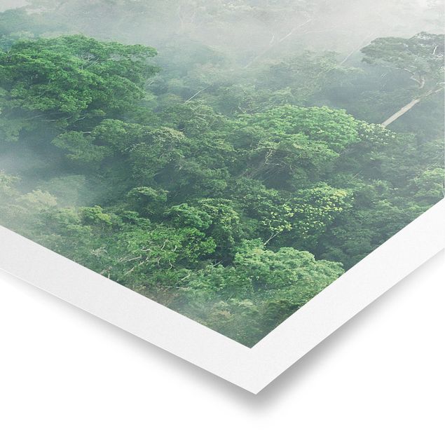 Obraz drzewo Dżungla we mgle