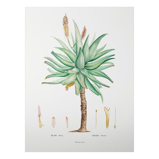 Obrazy do salonu nowoczesne Botanika Vintage Ilustracja Aloe
