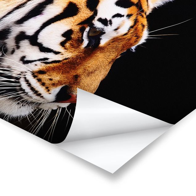 Plakat o zwierzętach Tiger Beauty