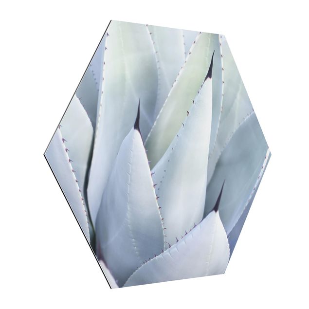Obraz heksagonalny z Alu-Dibond - Liście Agawy