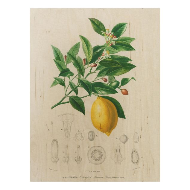 Obrazy na ścianę Botany Vintage Illustration Lemon