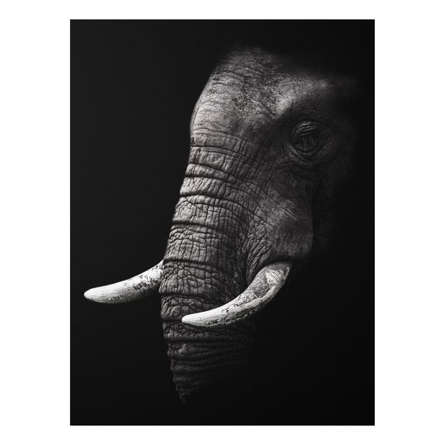 Obrazy do salonu Portret ciemnego słonia