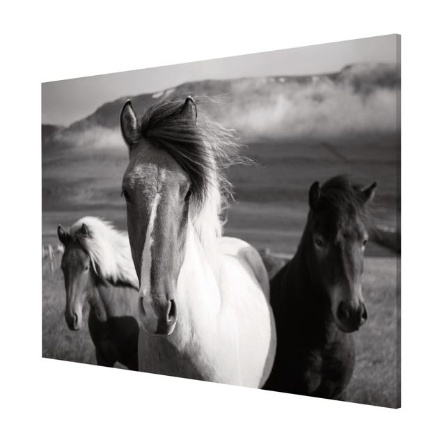Obrazy nowoczesne Czarne i białe dzikie konie