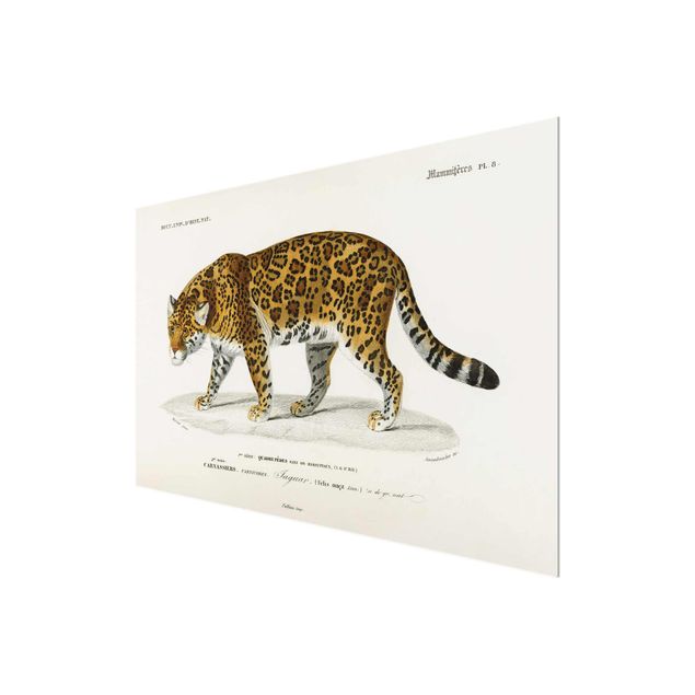 Obrazy do salonu nowoczesne Tablica edukacyjna w stylu vintage Jaguar