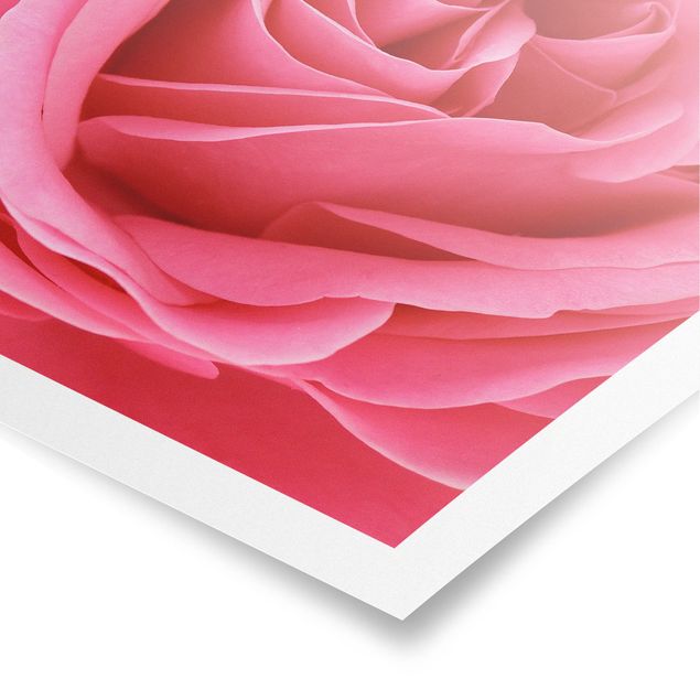 Obrazy motywy kwiatowe Różowa róża pełna wdzięku