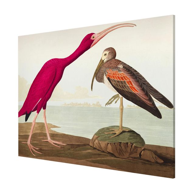 Obrazy z morzem Tablica edukacyjna w stylu vintage Czerwony Ibis