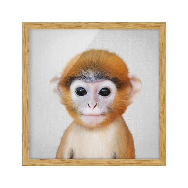 Obrazy w ramie zwierzęta Baby Monkey Anton