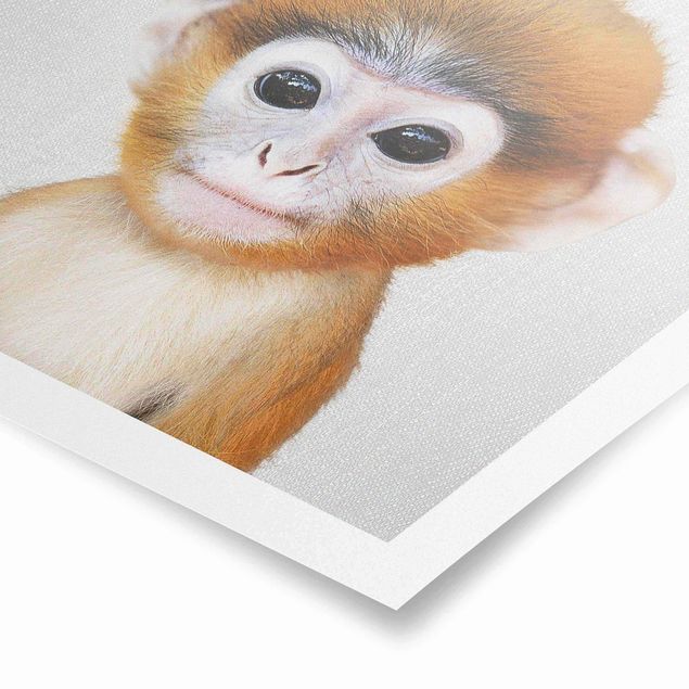 Obrazy zwierzęta Baby Monkey Anton