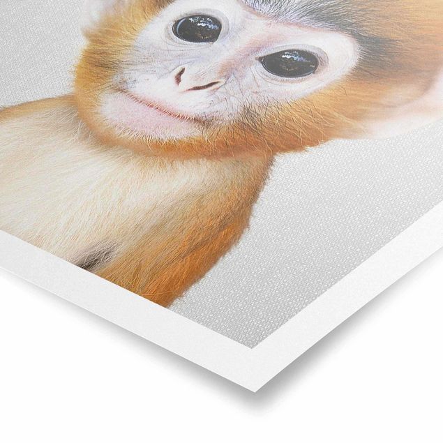 Obrazy zwierzęta Baby Monkey Anton