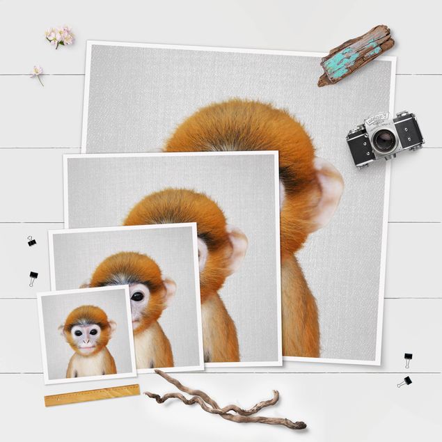 Obrazy na ścianę Baby Monkey Anton
