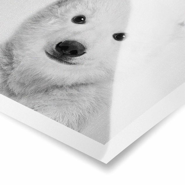 Obrazki czarno białe Baby Polar Bear Emil Black And White