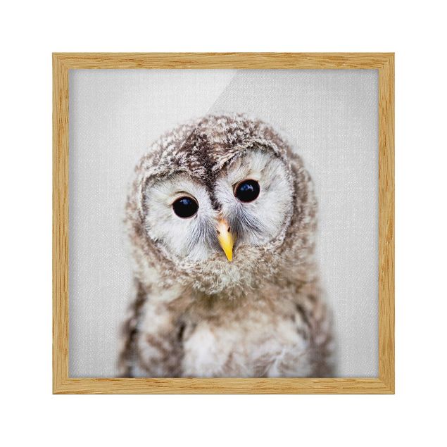 Obrazy do salonu nowoczesne Baby Owl Erika