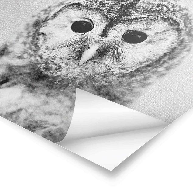 Obrazy Baby Owl Erika Black And White