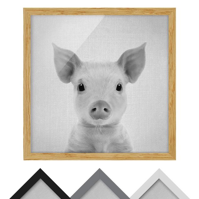 Zwierzęta obrazy Baby Piglet Fips Black And White