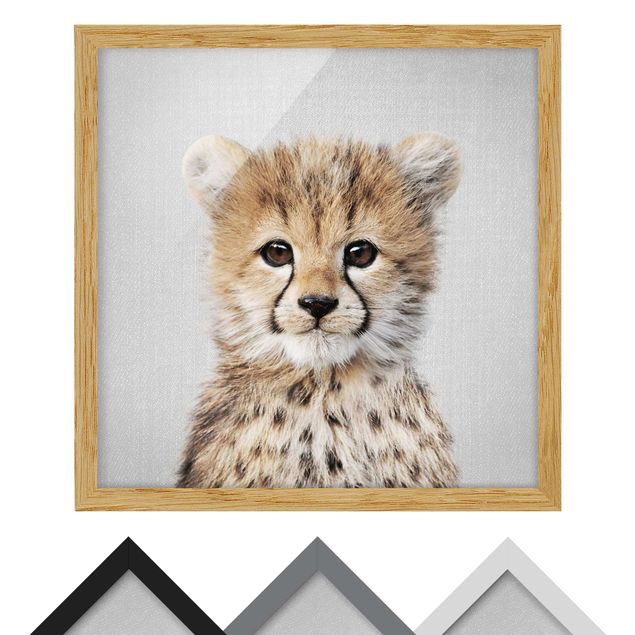 Zwierzęta obrazy Baby Cheetah Gino