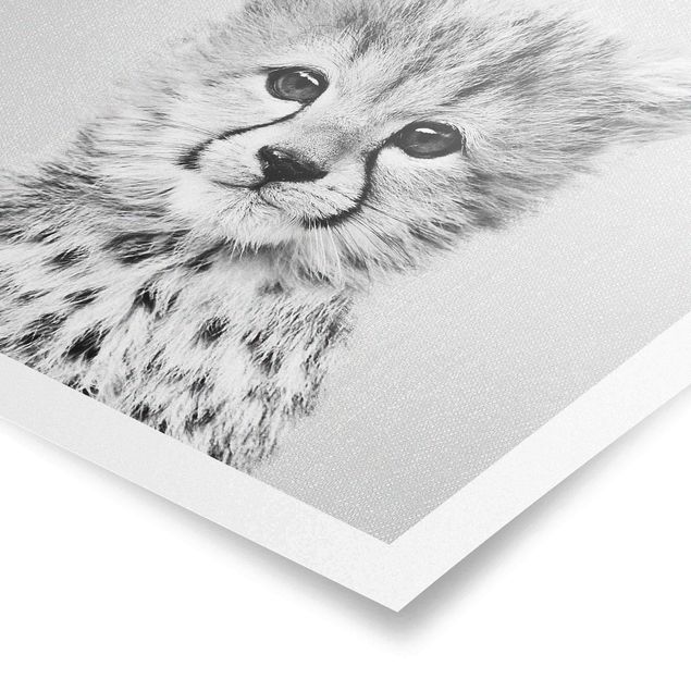 Obrazki czarno białe Baby Cheetah Gino Black And White