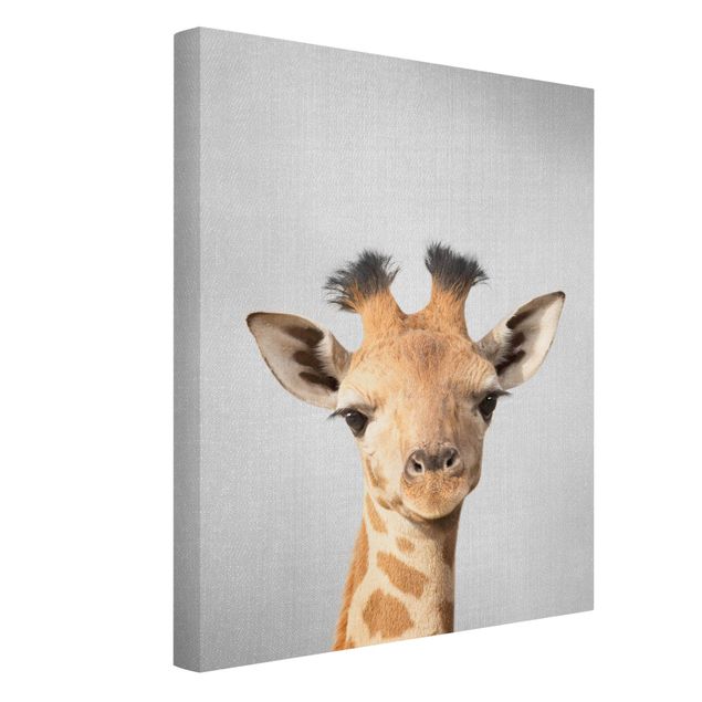 Obrazy ze zwierzętami Baby Giraffe Gandalf