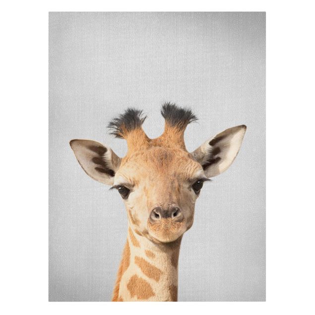 Obrazy żyrafa Baby Giraffe Gandalf