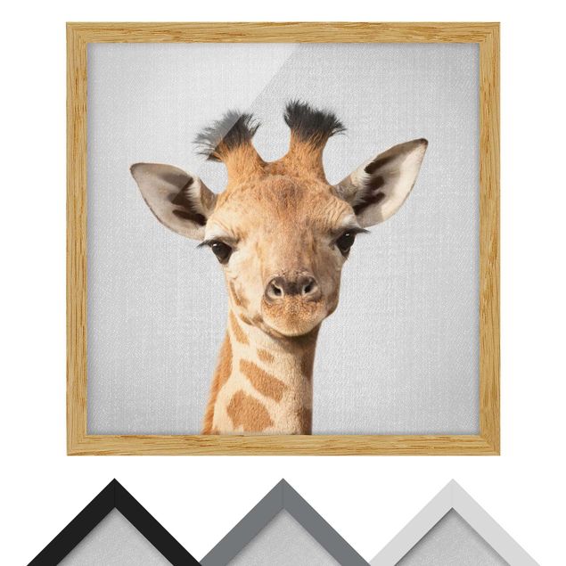 Obrazy nowoczesny Baby Giraffe Gandalf