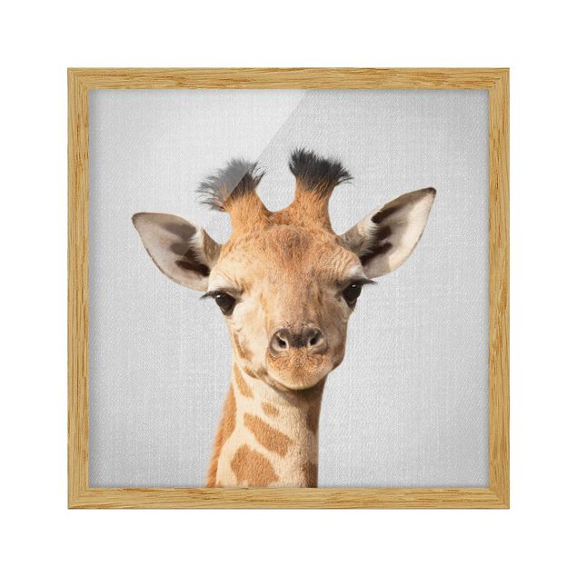 Obrazy w ramie zwierzęta Baby Giraffe Gandalf