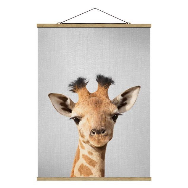 Zwierzęta obrazy Baby Giraffe Gandalf