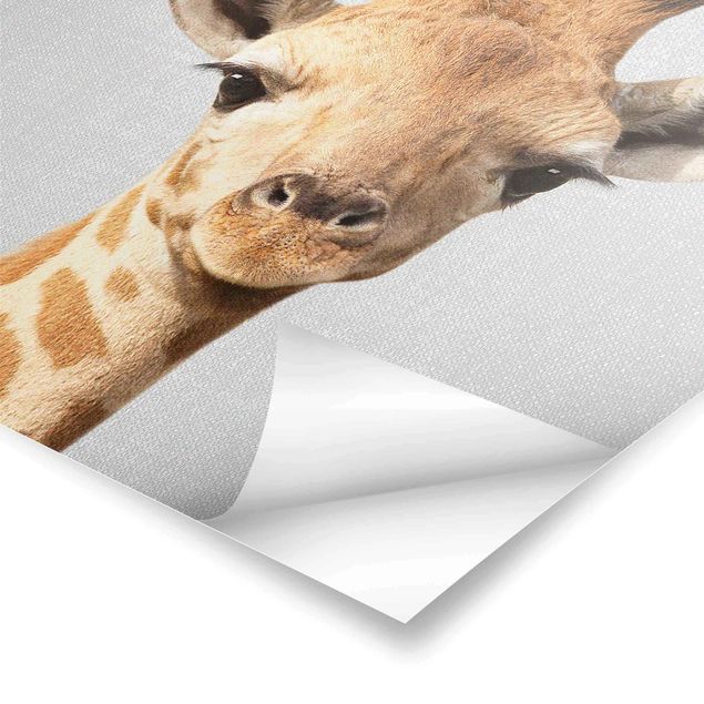 Plakaty czarno białe Baby Giraffe Gandalf