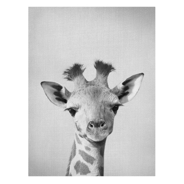Żyrafa obraz Baby Giraffe Gandalf Black And White
