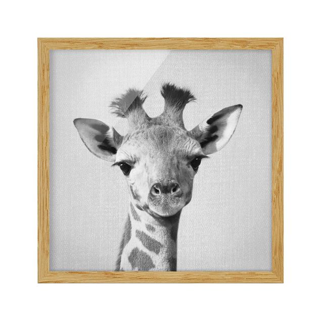Obrazy w ramie zwierzęta Baby Giraffe Gandalf Black And White